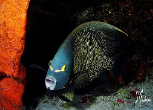 This image of a French Angelfish was taken during a dive ... by Steven Anderson 